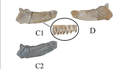 «وحش الداخلة المرعب».. كشف علمي عالمي في قلب الصحراء الغربية
