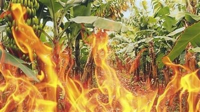 السيطرة على حريق مزرعة موز بمنشأة القناطر