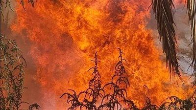 حريق مفاجئ يضرب مزارع النخيل ويثير القلق بالوادي الجديد